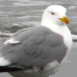 Meet your Posher, Tami